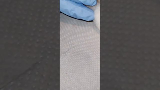 animais infectados por moscas смотреть онлайн