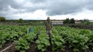 Пошли дожди - Табак подрос, обзор плантации Курительного Табака.
