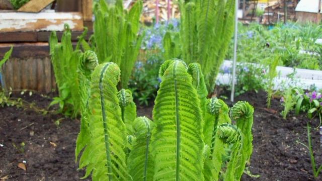 Дачные цветы смотреть онлайн