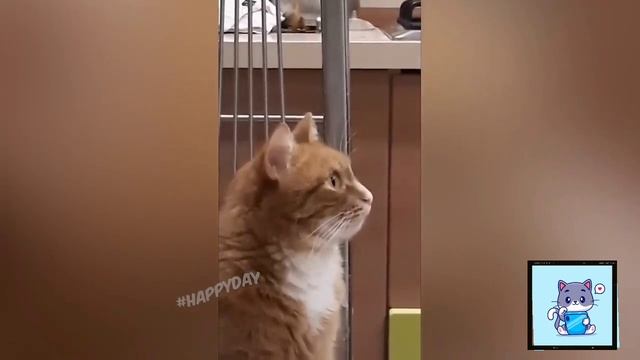 #3 серия | ТОП 10 СМЕШНОЙ ВИДЕО С КОШКАМИ смотреть онлайн