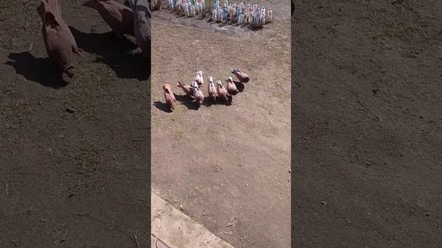 Мраморные голуби) смотреть онлайн