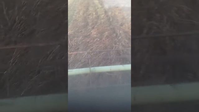 Уборка гречихи 2019