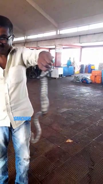 കടൽ പാമ്പ്||sanchari by Hashim смотреть онлайн