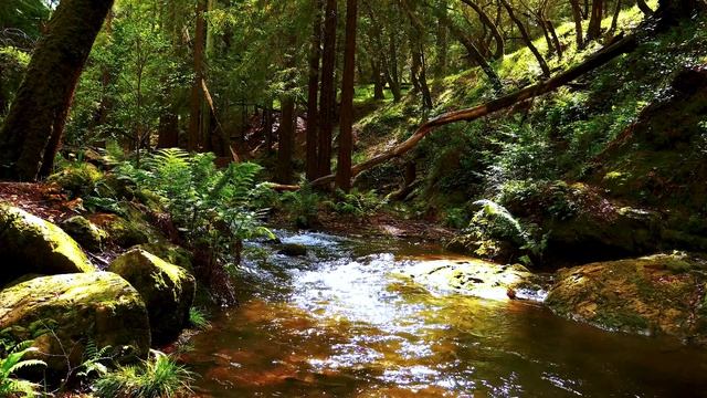 Звуки природы для релаксации [видео 4К]: журчащий ручей в тихой лесной роще, АСМР для сна смотреть онлайн