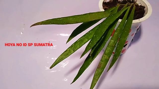 HOYA NO ID SP SUMATRA // PLANT'S RARE смотреть онлайн