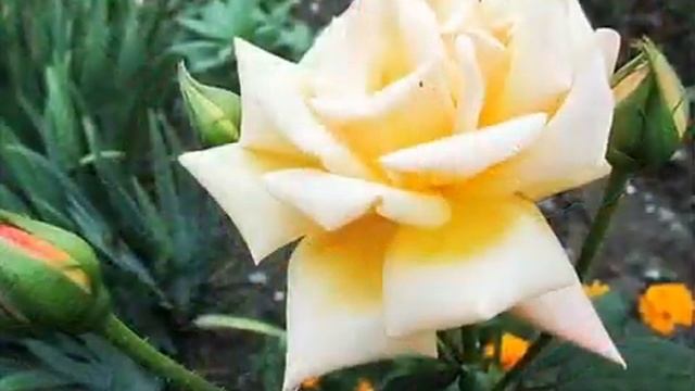 Розы смотреть онлайн