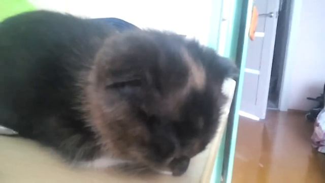 Коська смотреть онлайн