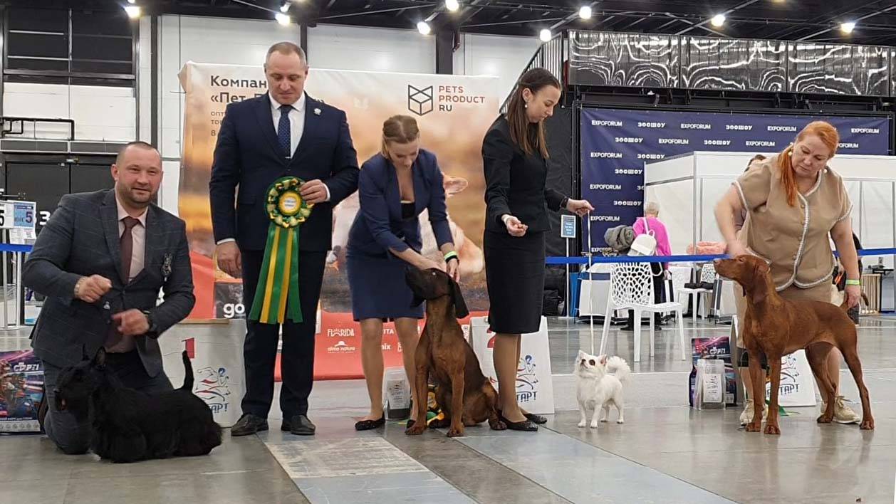23.02.2025, СПб. Клуб "Кинолог Профи" (РКФ, РФЛС). Выставка собак всех пород (САС, ЧРКФ) смотреть онлайн