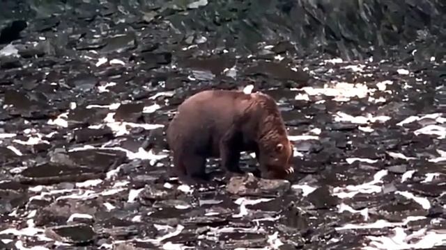 Сайёрамиздаги энг катта Айик смотреть онлайн