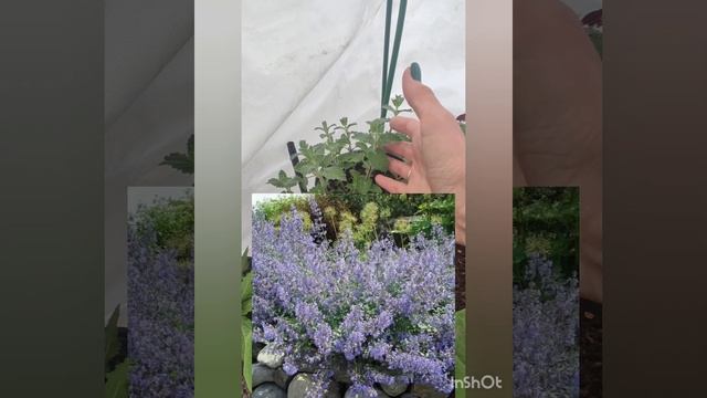 Укрываю гортензии и розы от предстоящих заморозков 💨 смотреть онлайн