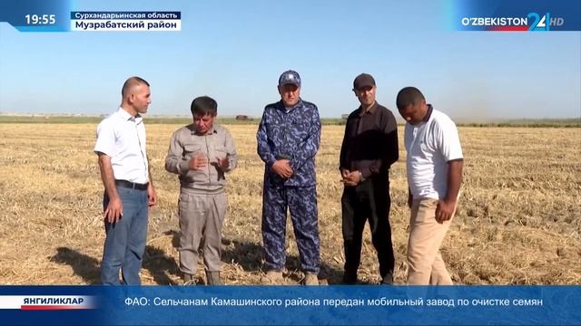 Начата уборка риса на площади более 4 тыс. га в Музрабатском районе Сурхандарьинской области смотреть онлайн