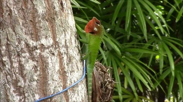 Green Garden Lizard mating ritual смотреть онлайн
