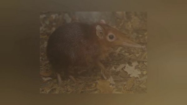 Необычная собачка