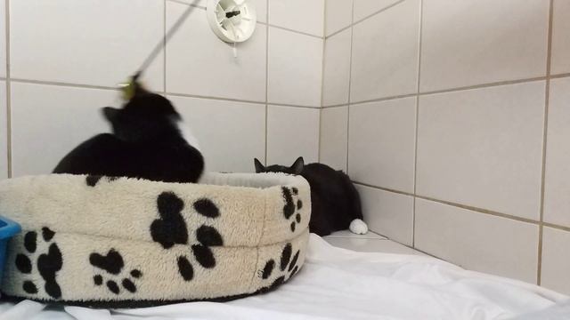 Коты-подростки играют с перьями смотреть онлайн