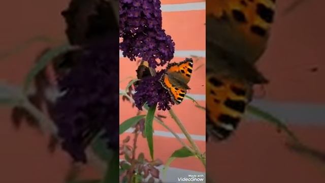 Краса довкола нас! Гарного настрою бажаю!!!🦋 смотреть онлайн