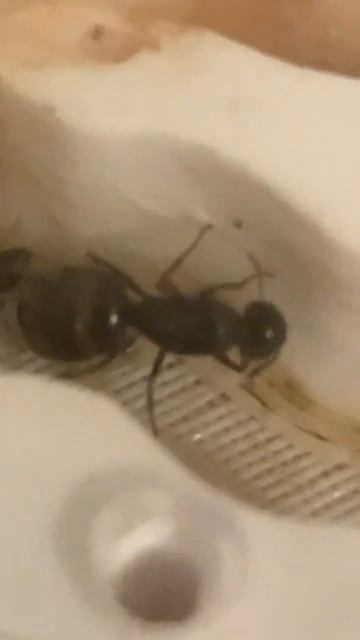 #music #remix #beats #dj #hiphop #animal #funny #ant #hiphopmusic #ants смотреть онлайн