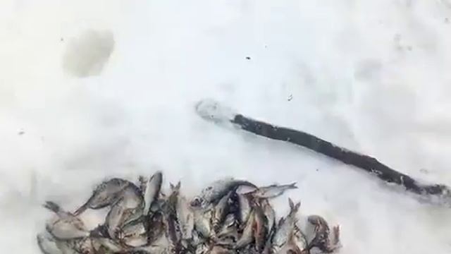 VID 20180315 WA0002 смотреть онлайн