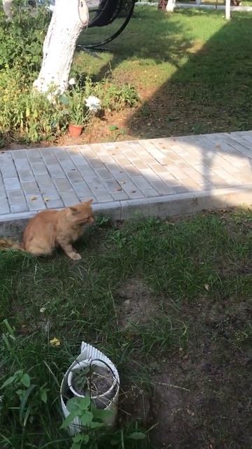 Хитрюга 😁#бенгальскаякошка #кошка