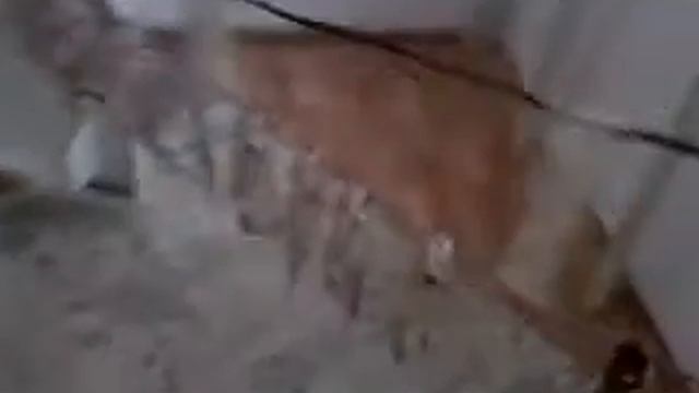 Моё первое видео как мы с папой повесили сухую рыбу !