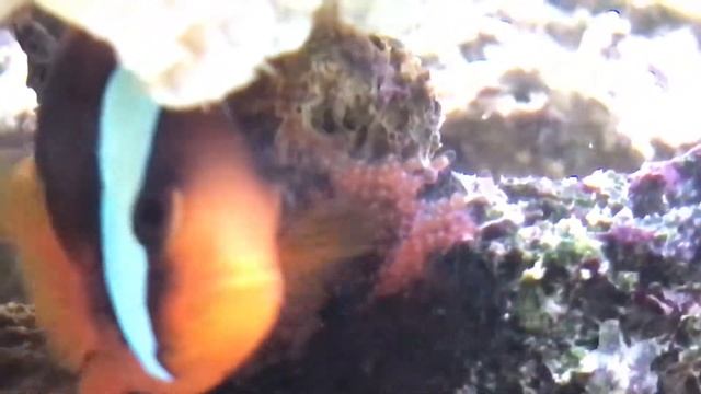 Reproduction amphiprion frenatus смотреть онлайн