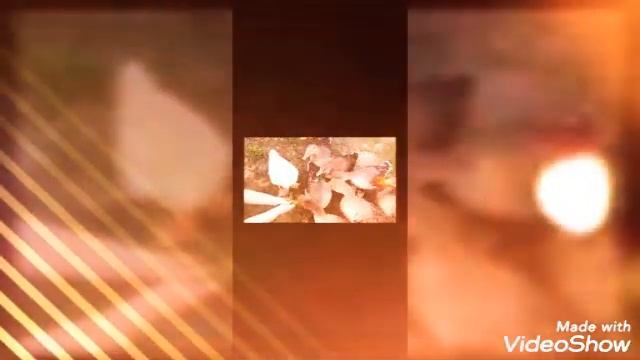 Гуси микс! смотреть онлайн