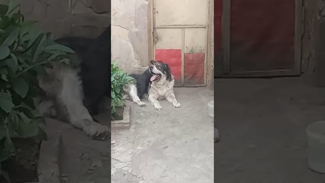 Наши мальчики Хасан и Арчи