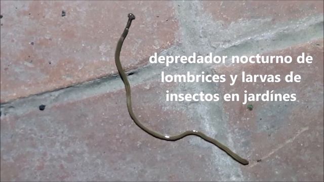gusano cabeza de Martillo (Planaria Terrestre) смотреть онлайн