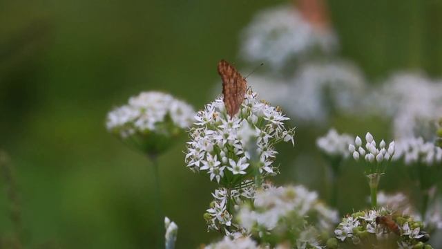 Хитрый способ посадки лука. Попробуйте, не пожалеете! Уже 5 лет сажаю его так