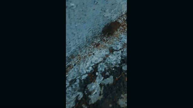 Adventures of the mouse | Приключения мышонка #animals #mouse #music #nature смотреть онлайн