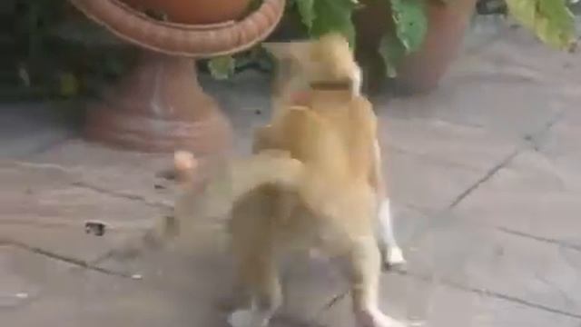 Кот-шоу: КотЭ и клубок смотреть онлайн