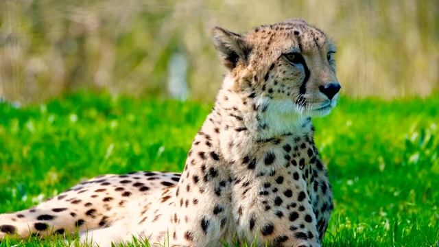 Tigers Unigue Video Clips Video 4K #Animal #Tigers #Usa смотреть онлайн