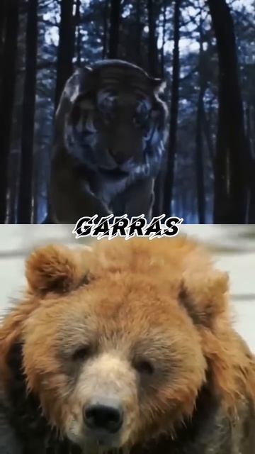 Oso Grizzly VS Tigre Siberiano. смотреть онлайн