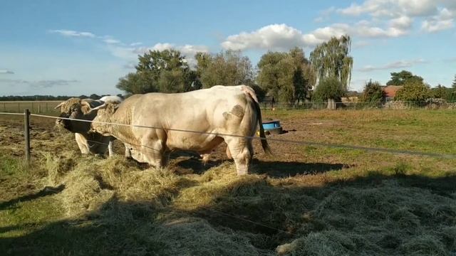 Экскурсия на ферму в Германии