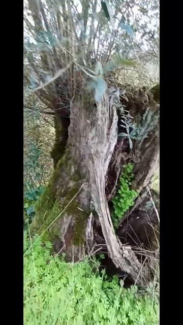 Такое старое дерево😱Oliveira antiga. смотреть онлайн