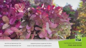 Гортензия Пинк энд Роуз: яркий конкурент Ванилы Фрайз и Самарской Лидии