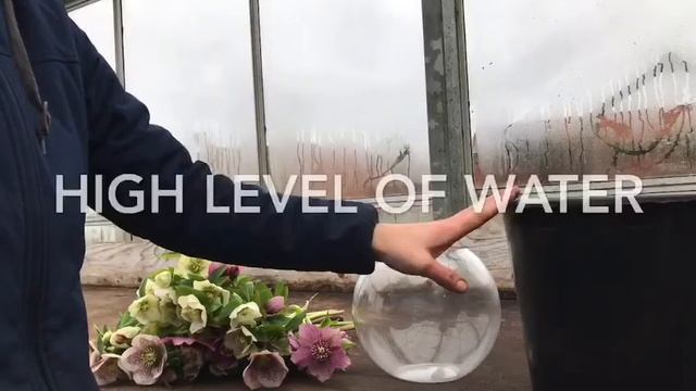 Picking Hellebores смотреть онлайн