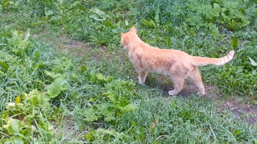 Рыжий Митя смотреть онлайн