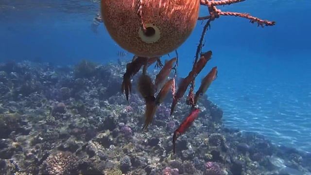 кальмары Teuthida смотреть онлайн