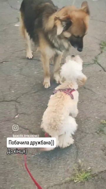 Обожнюю нашу собаку❤️#собака #пудель #щастя #друг #радість смотреть онлайн