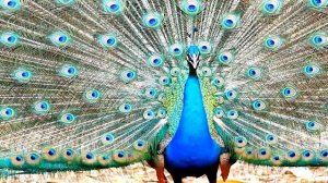 Интересные факты о павлинах