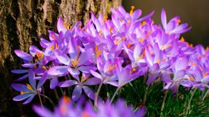 🌷 НЕЖНАЯ БЕЗУМНО КРАСИВАЯ МУЗЫКА ДЛЯ ДУШИ! 🎵 ВЕСЕННЯЯ УСПОКАИВАЮЩАЯ МУЗЫКА ДЛЯ СНА И МЕДИТАЦИИ