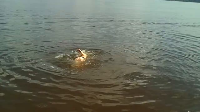 Купание смотреть онлайн