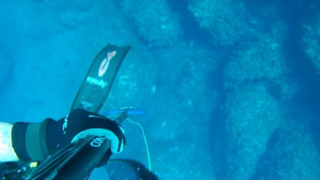 14 07 2015 Epinephelus Marginatus (manos Kandilakis)