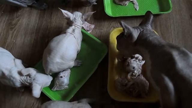 Суровые Ульяновские КОТЭ смотреть онлайн