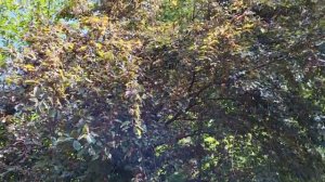 дикая слива в лесу