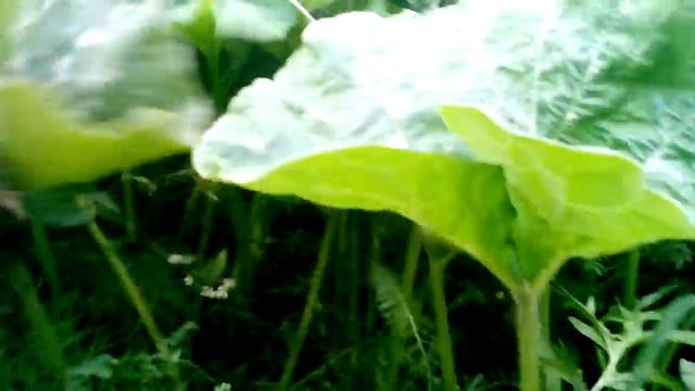 Тыквы на Кубе (25 августа)