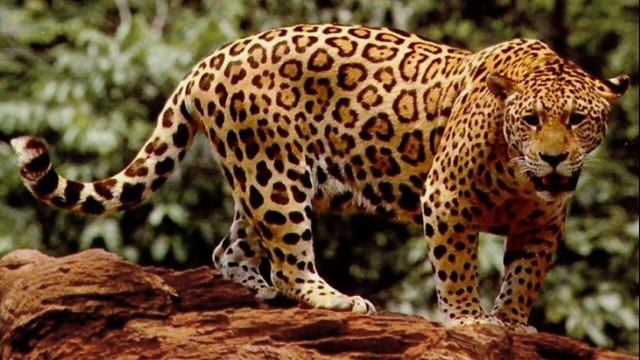 Звук ягуара / Звуки хищных животных /Африканский ягуар