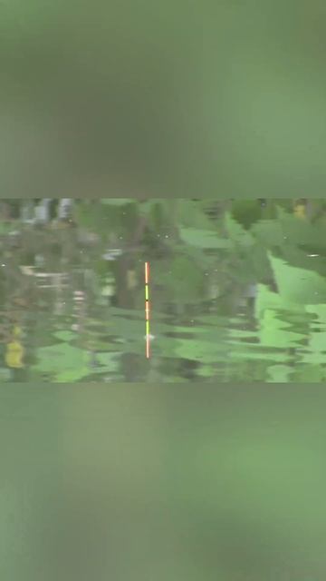 今天钓鱼战绩，连上好几条白条#fish #shorts смотреть онлайн