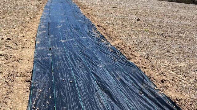 1500' Silky Willow Hedge | FIRST YEAR GROWTH смотреть онлайн