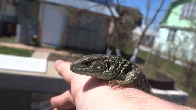 Дзержинск. Ящерица прыткая (Lacerta agilis) смотреть онлайн